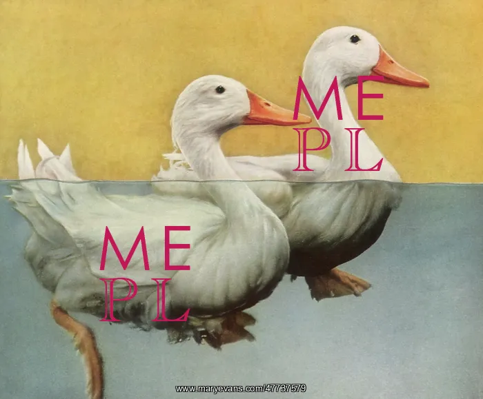  : Ducks swimming in Water