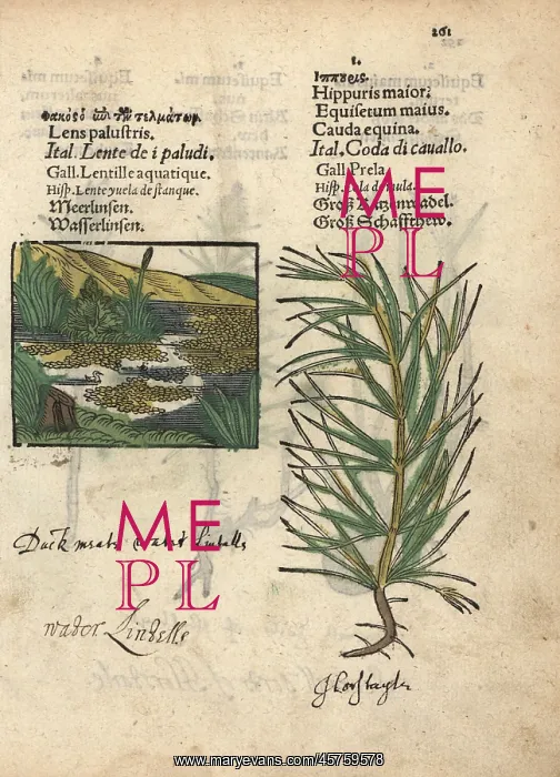 : Duckweed, Lemna minor, and marsh horsetail : Duckweed, Lemna minor, and marsh horsetail