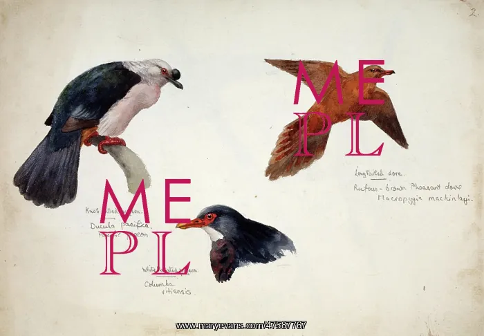 : Ducula pacifica, Macropygia mackinlayi, Columba vitiensis : Ducula pacifica, Macropygia mackinlayi, Columba vitiensis