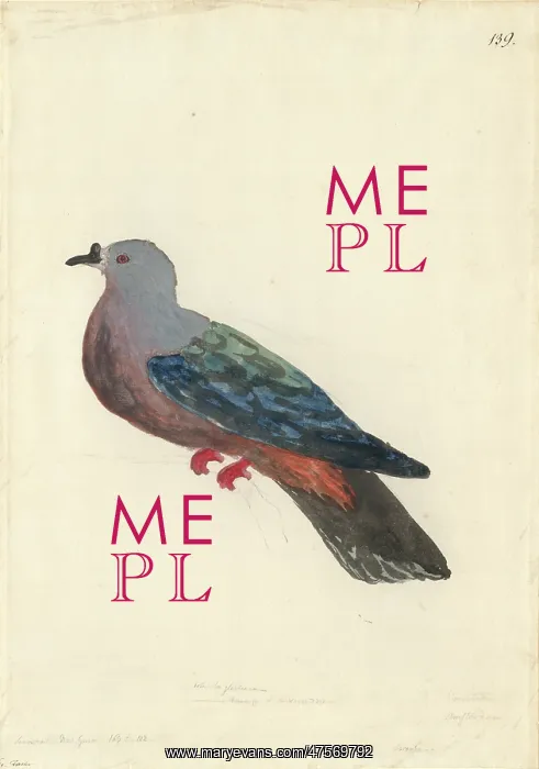 : Ducula pacifica, Pacific imperial pigeon : Ducula pacifica, Pacific imperial pigeon