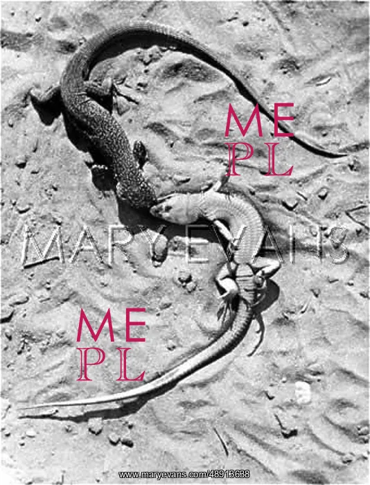  : DUELLING LIZARDS