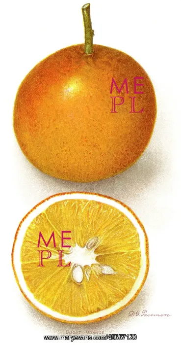 : dugat orange - fruit - citrus - food : dugat orange - fruit - citrus - food