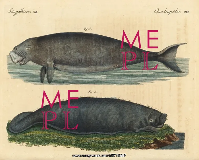 : Dugong and Amazonian manatee : Dugong and Amazonian manatee