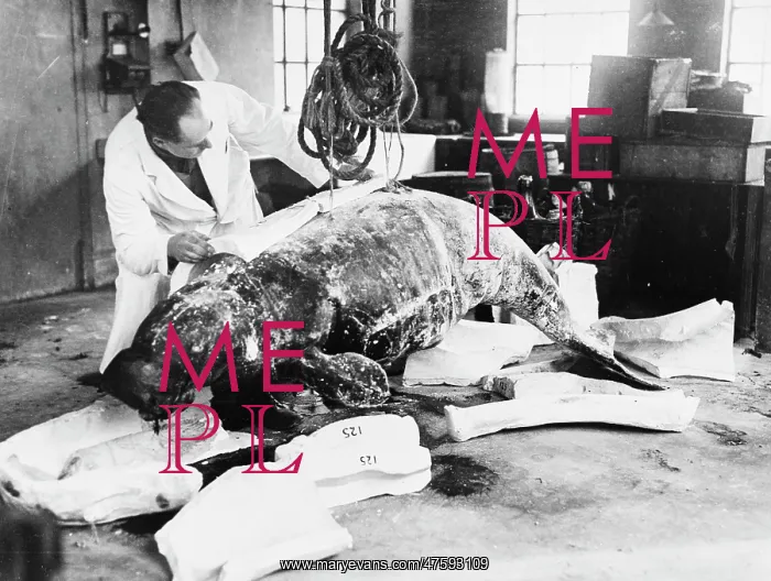 : Dugong casting, c.1924, the Natural History Museum, London : Dugong casting, c.1924, the Natural History Museum, London