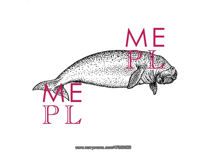 : Dugong dugon, dugong : Dugong dugon, dugong