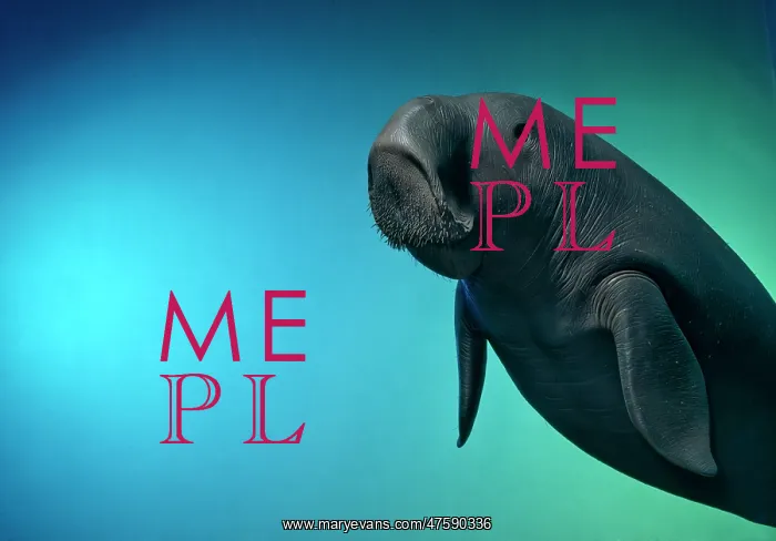 : Dugong dugon, dugong : Dugong dugon, dugong