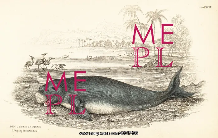: Dugong, Dugong dugon : Dugong, Dugong dugon