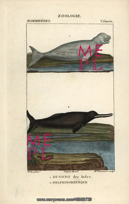 : Dugong, Dugong dugon (vulnerable) and Amazon : Dugong, Dugong dugon (vulnerable) and Amazon