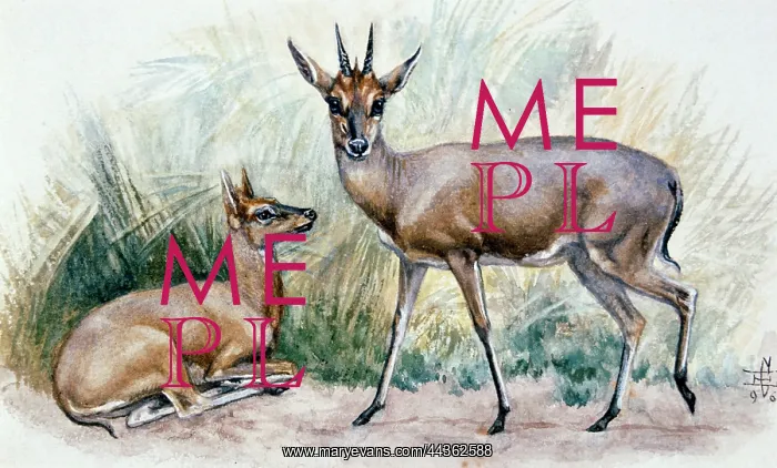 : Duiker, 1896 : Duiker, 1896