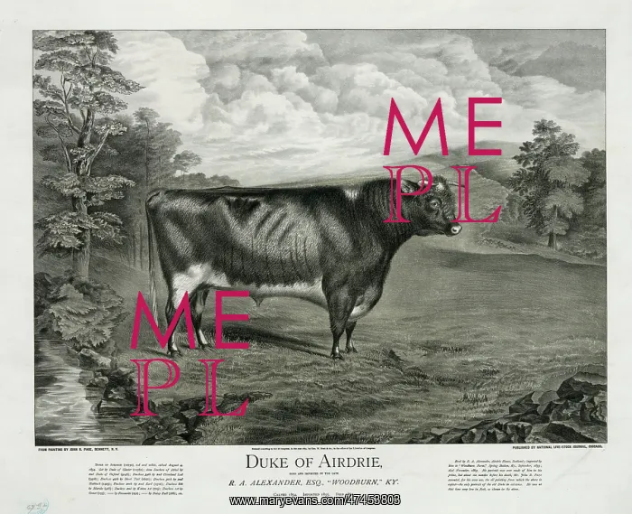  : Duke of Airdrie