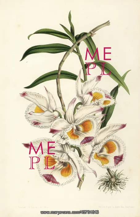 : Duke of Devonshire's dendrobium, Dendrobium devonianum : Duke of Devonshire's dendrobium, Dendrobium devonianum
