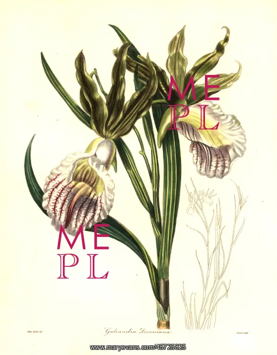 : Duke of Devonshire's galeandra orchid, Galeandra devoniana : Duke of Devonshire's galeandra orchid, Galeandra devoniana