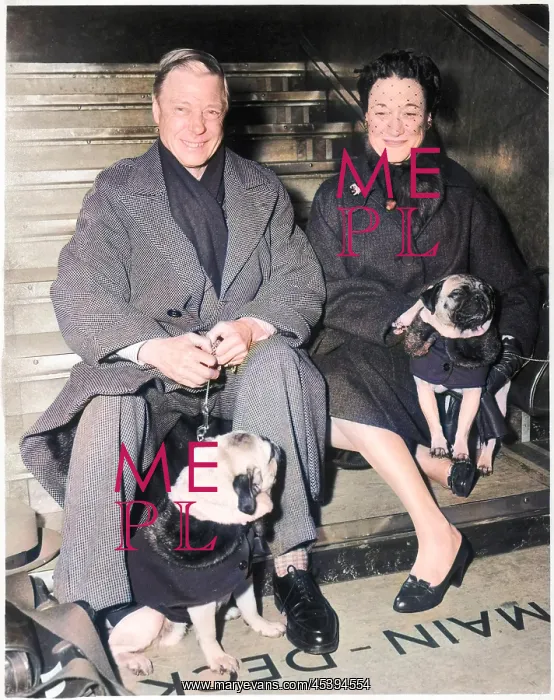 : Duke and Duchess of Windsor with their pugs : Duke and Duchess of Windsor with their pugs