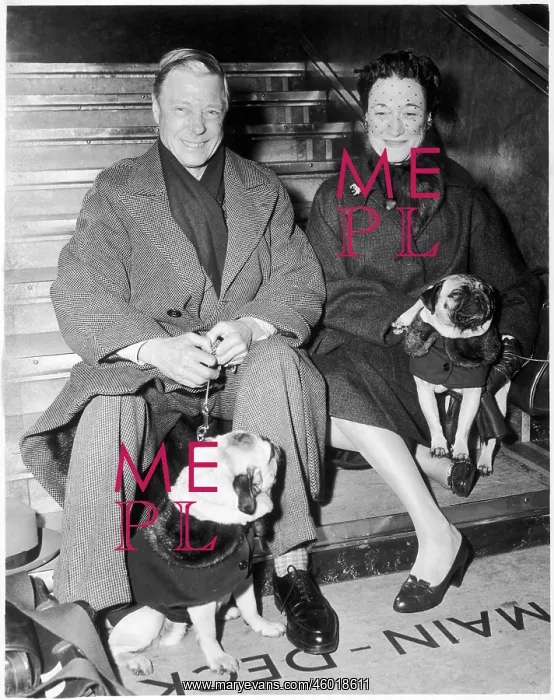 : Duke and Duchess of Windsor with their pugs : Duke and Duchess of Windsor with their pugs