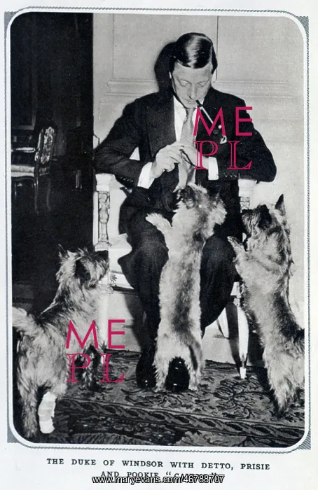 : Duke of Windsor with dogs : Duke of Windsor with dogs
