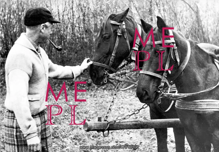 : Duke of Windsor with horses in Paris : Duke of Windsor with horses in Paris
