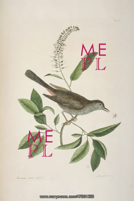 : Dumetella carolinensis, gray catbird : Dumetella carolinensis, gray catbird
