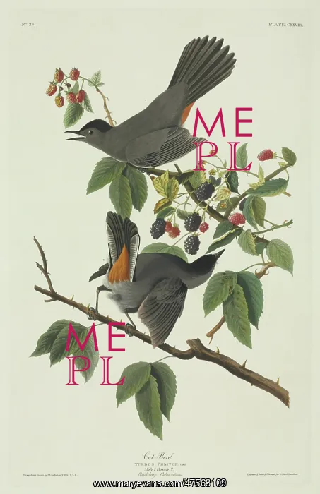 : Dumetella carolinensis, grey catbird : Dumetella carolinensis, grey catbird