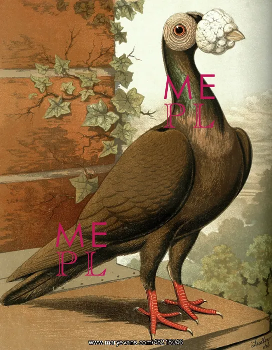 : Dun Carrier Cock Pigeon : Dun Carrier Cock Pigeon