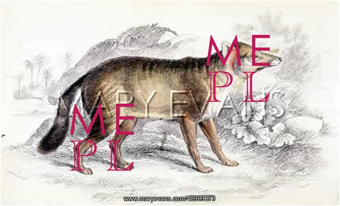  : DUN-FOOTED AGUARA DOG