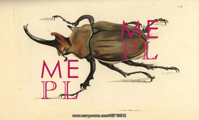 : Dung beetle, Megasoma elephas : Dung beetle, Megasoma elephas