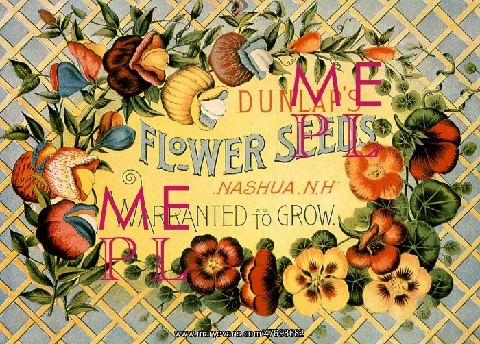  : Dunlap's Flower Seeds
