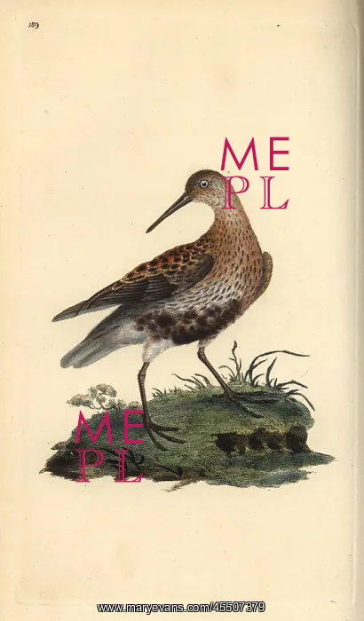 : Dunlin, Calidris alpina : Dunlin, Calidris alpina