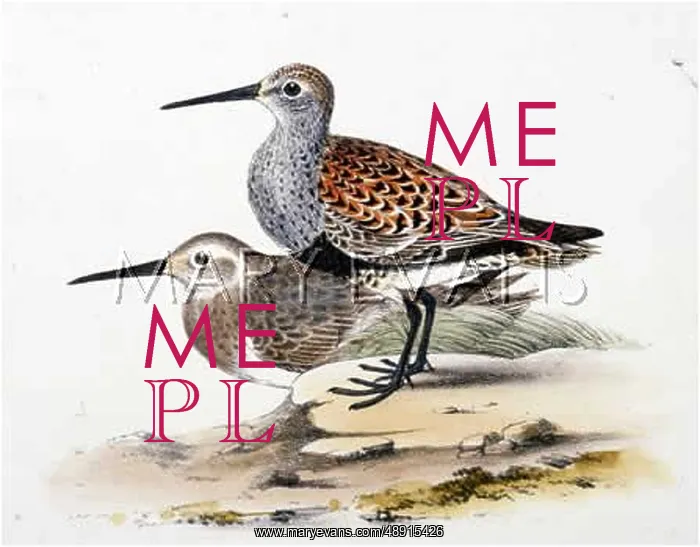  : DUNLIN (MORRIS)