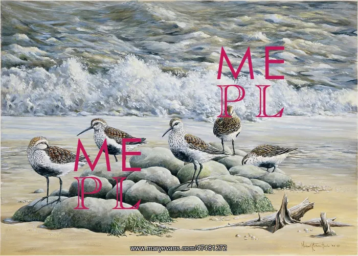 : Dunlin ' on rocks at the sea shore : Dunlin ' on rocks at the sea shore