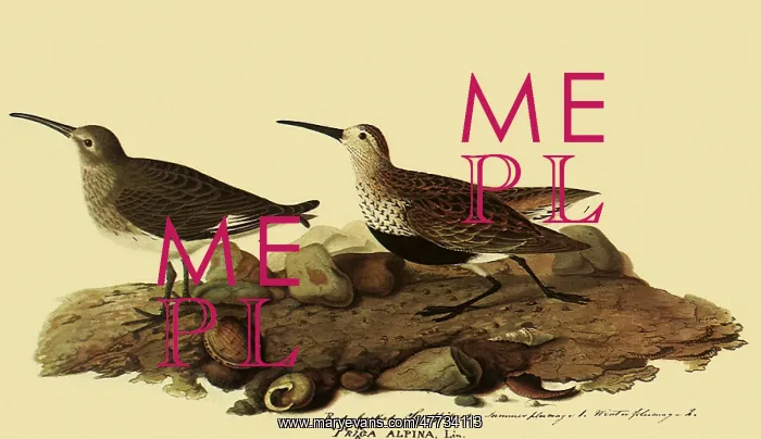  : Dunlins