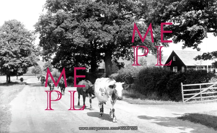  : Dunsfold, the Village c1955