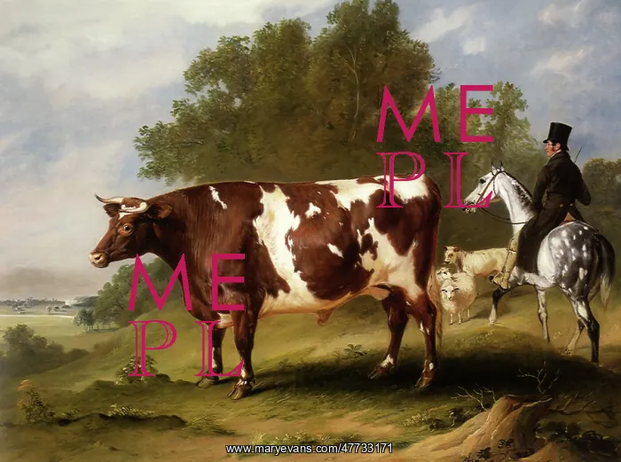  : Durham Ox and Groom