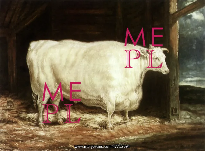  : Durham White Ox