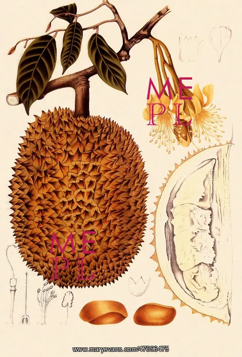 : Durian, Durio zibethinus : Durian, Durio zibethinus