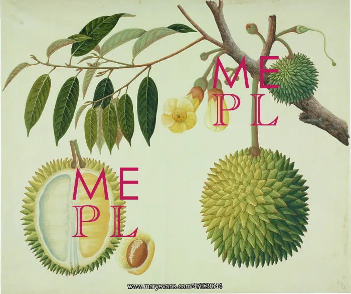 : Durio zibethinus, durian : Durio zibethinus, durian