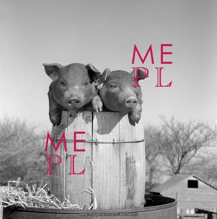  : Two Duroc Pigs Piglets In A Nail