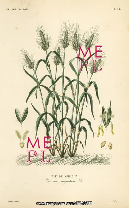 : Durum wheat, Triticum turgidum : Durum wheat, Triticum turgidum
