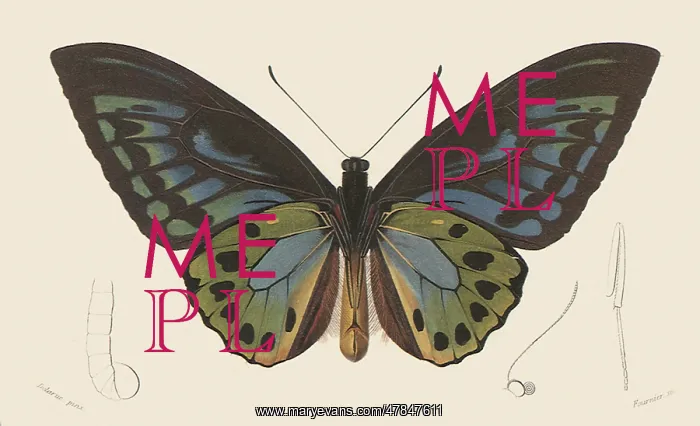 : D'Urvilles Bird-Winged Butterfly : D'Urvilles Bird-Winged Butterfly