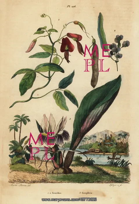 : Dusky coral pea, false sarsaparilla and blackhorm : Dusky coral pea, false sarsaparilla and blackhorm