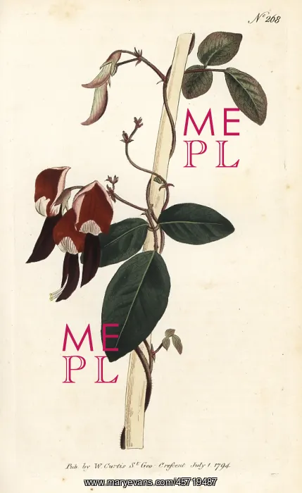 : Dusky coral pea, Kennedia rubicunda : Dusky coral pea, Kennedia rubicunda