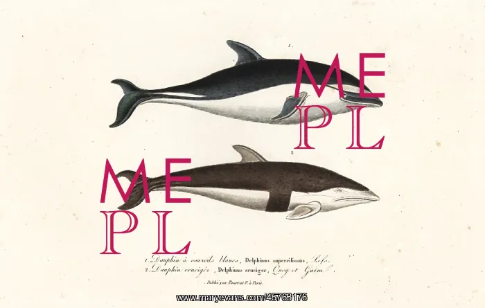 : Dusky dolphin and hourglass dolphin : Dusky dolphin and hourglass dolphin