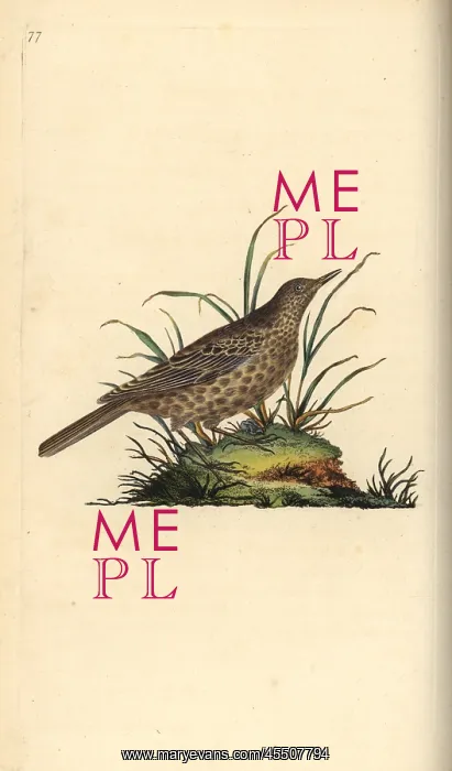 : Dusky lark, Pinarocorys nigricans : Dusky lark, Pinarocorys nigricans