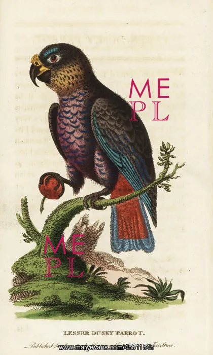 : Dusky parrot, Pionus fuscus : Dusky parrot, Pionus fuscus