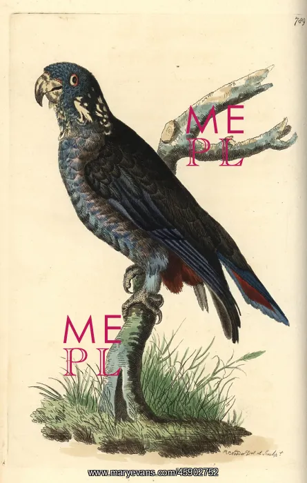 : Dusky parrot, Pionus fuscus : Dusky parrot, Pionus fuscus