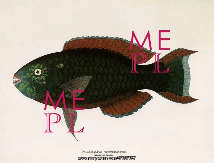 : Dusky Parrotfish : Dusky Parrotfish