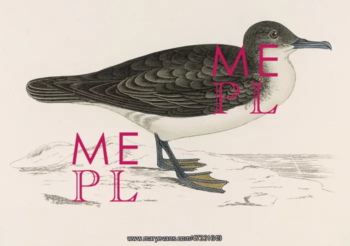 : DUSKY PETREL : DUSKY PETREL