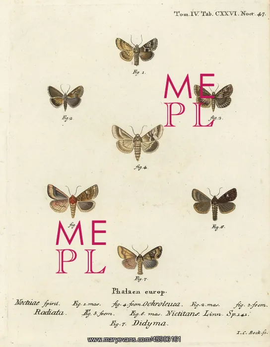 : Dusky sallow, ear moth and common rustic : Dusky sallow, ear moth and common rustic