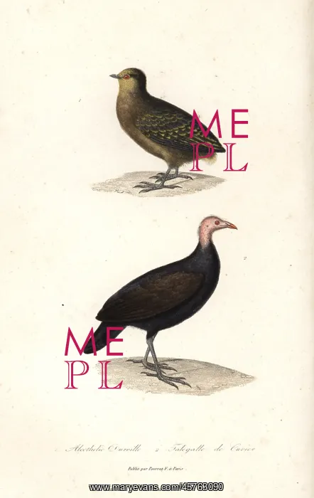 : Dusky scrubfowl and red-billed brushturkey : Dusky scrubfowl and red-billed brushturkey