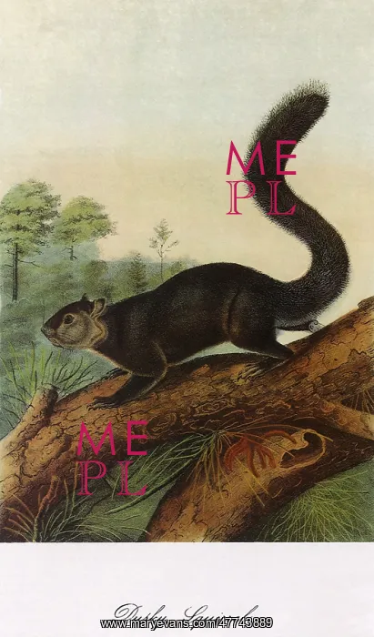  : Dusky Squirrel
