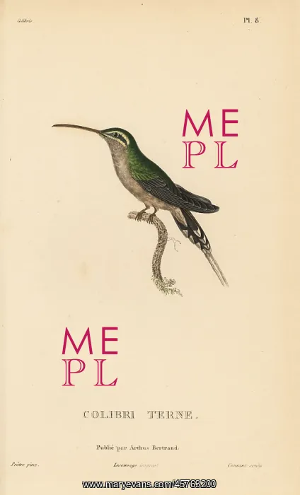 : Dusky-throated hermit, Phaethornis squalidus : Dusky-throated hermit, Phaethornis squalidus